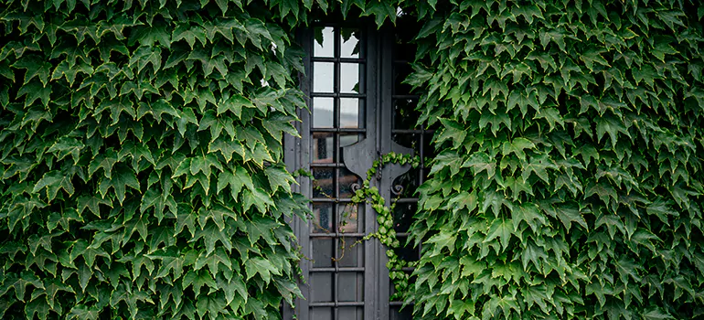 Garden Gate Repair in Antioch, CA