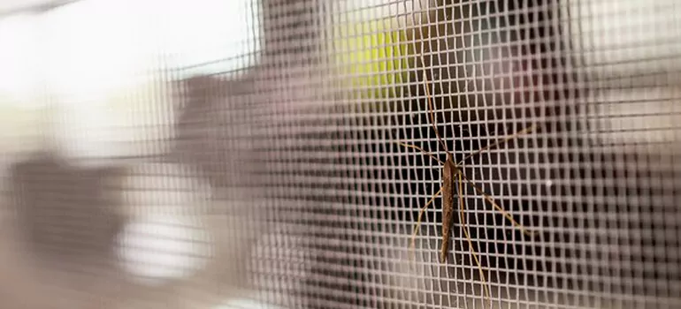 Repair Mosquito Mesh For Windows in Antioch, CA